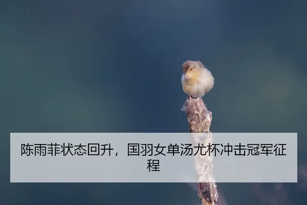 陈雨菲状态回升，国羽女单汤尤杯冲击冠军征程